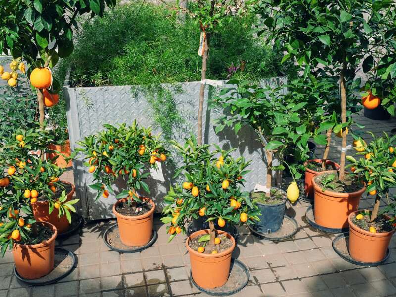 Fruit Garden Installation by Garden Guys - Grow organic fruit trees in your outdoor space