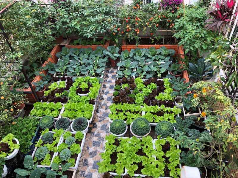 Kitchen and Vegetable Garden Installation by Garden Guys - Grow fresh organic vegetables in your backyard